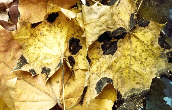 Картинка осень, листья, вода, макро, water, autumn, leaves, macro