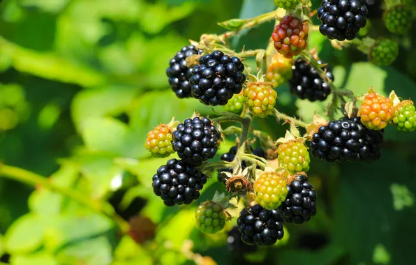 Food, fruit, twig