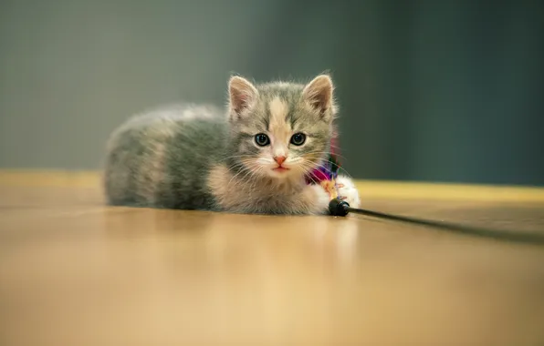Кошка, взгляд, поза, котенок, серый, стена, игрушка, игра