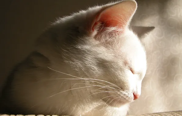 Белый, кот, прелесть, засыпает