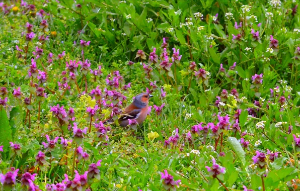 Картинка Природа, Птичка, Цветочки, Nature, Flowers, Bird