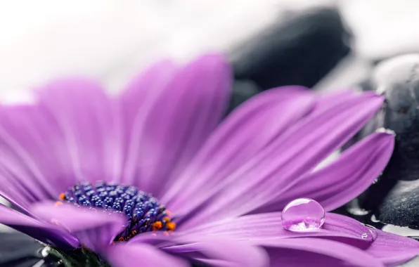 Картинка вода, камни, colorful, flowers, гербера, purple, gerbera