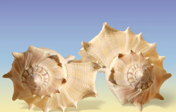 Closeups, Seashells, decoracion