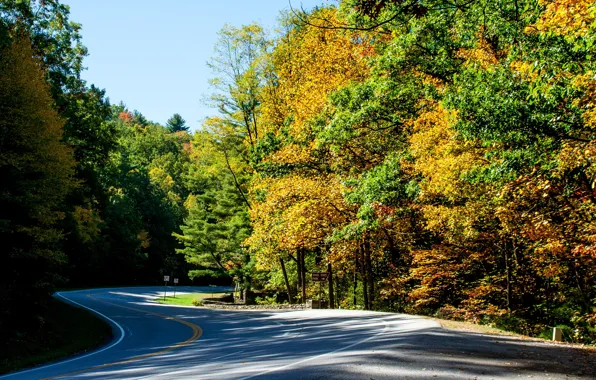 Картинка дорога, осень, лес, солнце, деревья, США, Vogel State Park