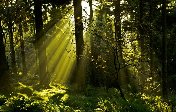 Картинка лес, трава, солнце, лучи, свет, деревья, ветки