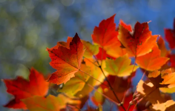 Осень, небо, листья, ветка