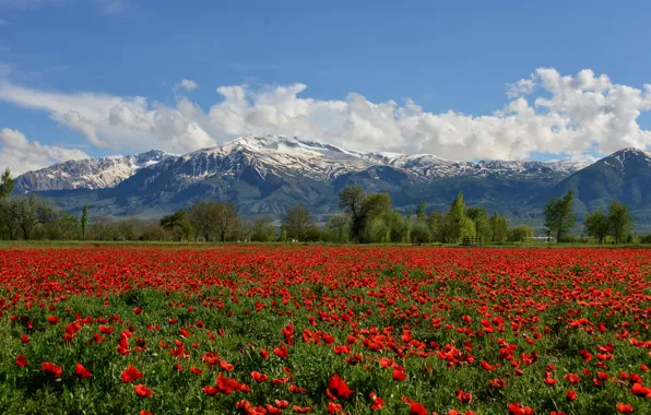 Картинка поле, цветы, горы, маки, Турция, Turkey, маковое поле, Munzur Mountain