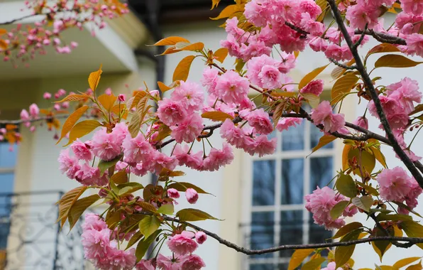 Flower, spring, twig, japanese cherry