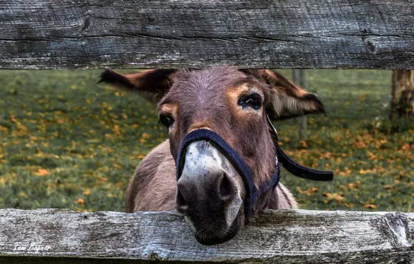 Smile, осёл, Framed, Friendly Poser