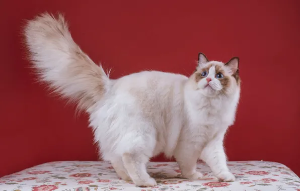 Кошка, кот, взгляд, поза, котенок, стол, мордочка, хвост
