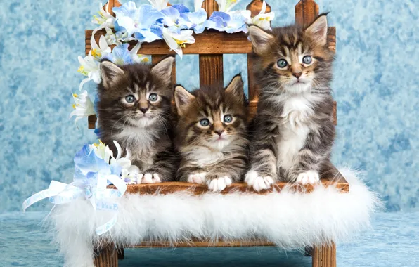 Взгляд, кошки, цветы, поза, котенок, забор, стул, котята