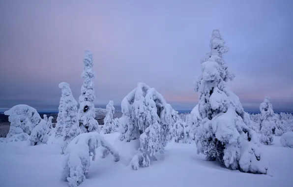 Картинка зима, снег, деревья, Финляндия, Лапландия