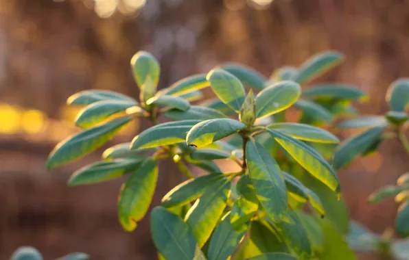 Green, leafs, twig, hortensja