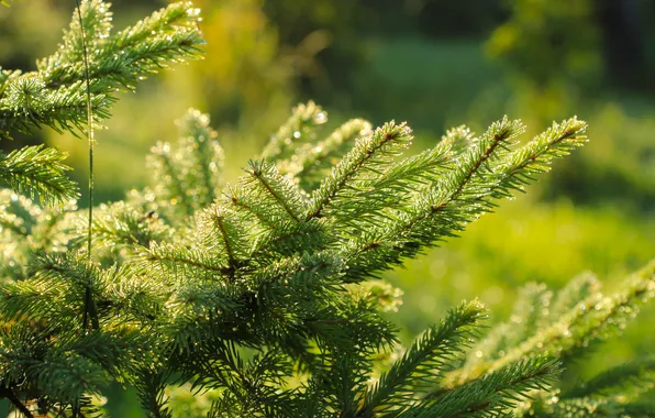 Dew, spruce, twig