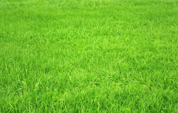 Поле, трава, зелёное