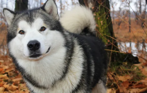 Осень, собака, Аляскинский Маламут