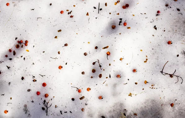 Red, rose, white, blue, winter, snow, frozen, berries