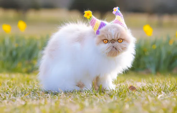 Кошка, белый, взгляд, цветы, поза, котенок, поляна, весна