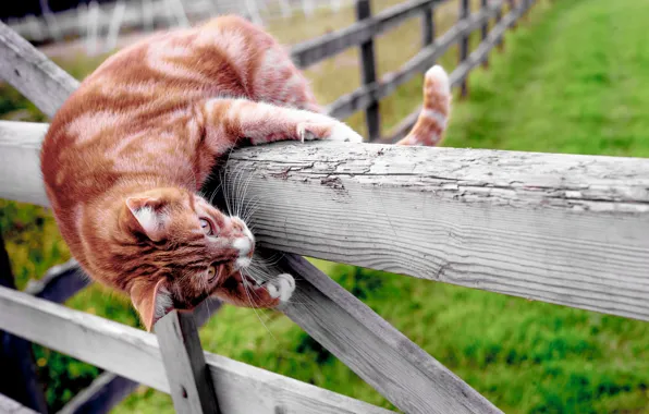 Картинка кот, настроение, забор, котэ