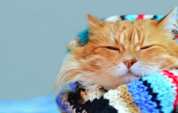 Картинка кот, усы, взгляд, яркий, отдых, размытость, шарф, рыжий