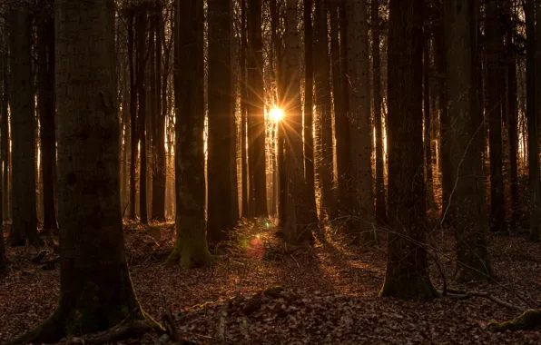 Картинка лес, солнце, деревья, закат в лесу