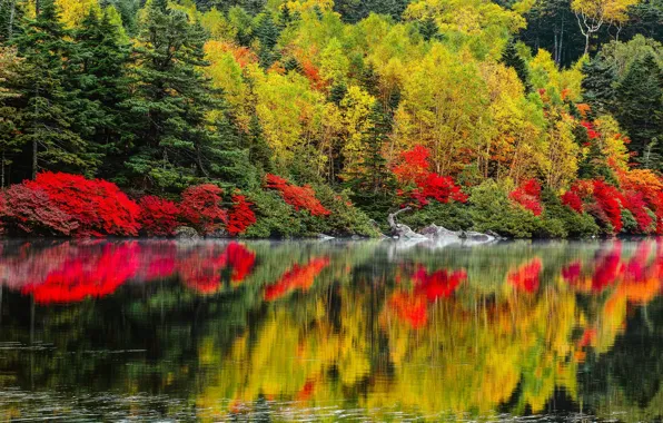 Картинка осень, деревья, пейзаж, природа, озеро, леса