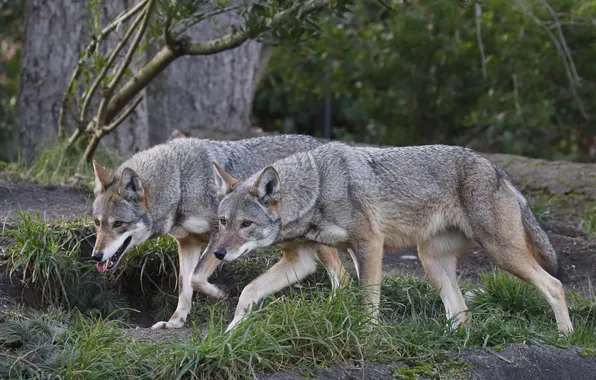 Nature, face, animal, wolf, wildlife, head, fur, mammal