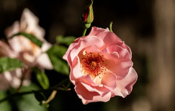 Картинка свет, цветы, ветки, темный фон, розы, розовые, бутоны