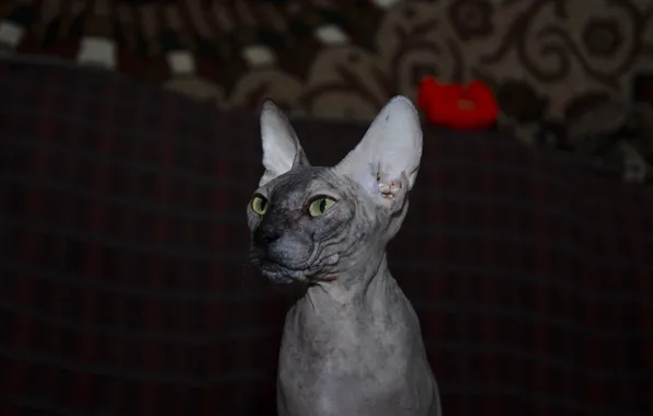 Кошка, животные, сфинкс, sphynx, сфинксы, сфинкс котенок, sphynx cat, лакси