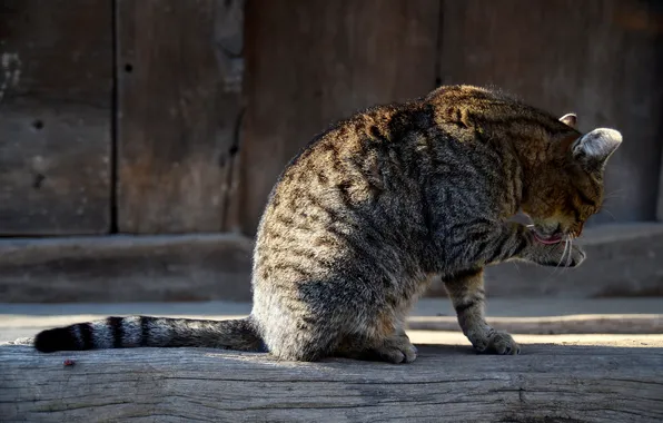 Картинка кот, серый, сидит, умывается, в полоску