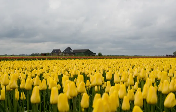 Дом, поля, тюльпаны, house, field, tulips, farm, фермы