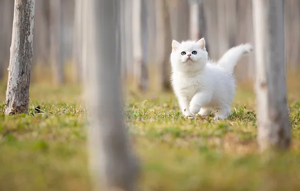 Кошка, белый, взгляд, деревья, поза, парк, котенок, стволы