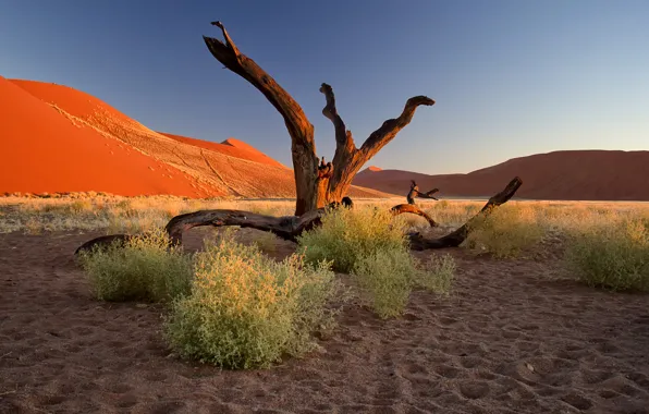 Картинка песок, закат, дерево, бархан, Африка, кусты, Намибия, пустыня Намиб