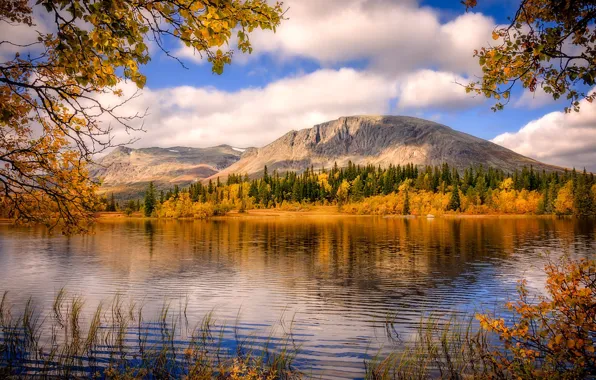 Картинка осень, лес, горы, ветки, озеро, Норвегия