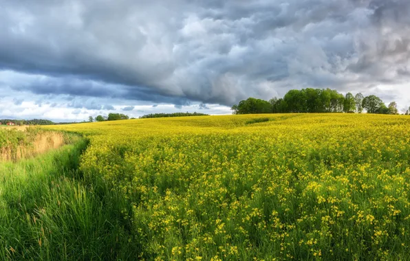 Поле, облака, цветы, желтые, луг, дорожка, колея, рапс