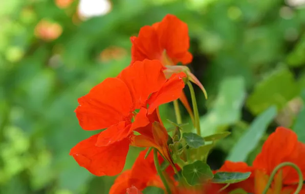 Картинка Весна, Spring, Красные цветы, Red flowers