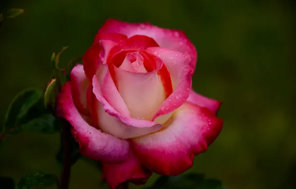 Розы, лепестки, бутоны