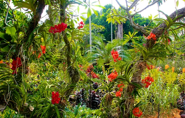Картинка деревья, цветы, сад, Сингапур, орхидеи, кусты, Botanic Gardens