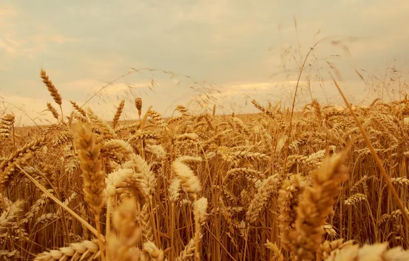 Картинка поле, стебли, колос, поля пшеницы, пшеницы, фермы