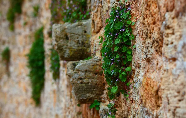 Green, red, wall, plant