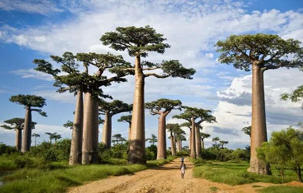Trees, Madagascar, Baobab Alley
