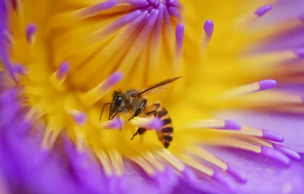 Картинка цветок, пчела, растение, лепестки, насекомое