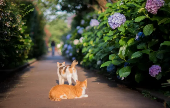 Japan, гортензия, на дороге, две кошки