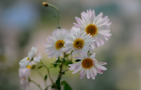 Nature, flowers, bokeh, chamomile