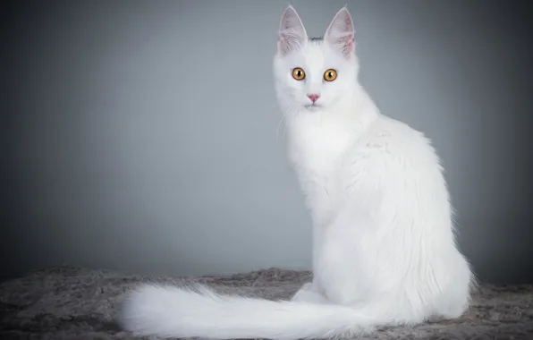 Картинка кошка, белый, взгляд, фон, Ангорская кошка