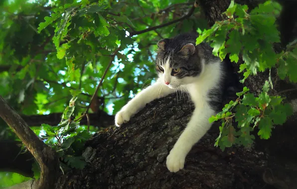 Кошка, кот, дерево, лапы, на дереве, дуб