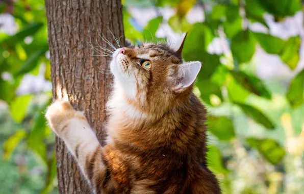 Зелень, кошка, кот, взгляд, морда, природа, дерево, листва