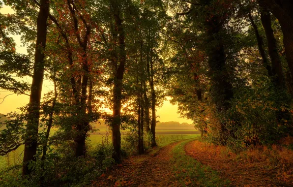 Дорога, поле, осень, лес, деревья, природа