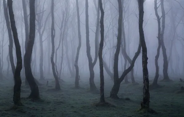 Лес, деревья, природа, туман, Англия, England, национальный парк Пик-Дистрикт, Peak District National Park