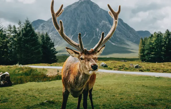 Картинка animal, reindeer, wildlife, andscape, open-field-
